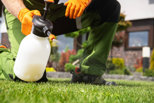 Best Flea Control Services  in Tampa, FL