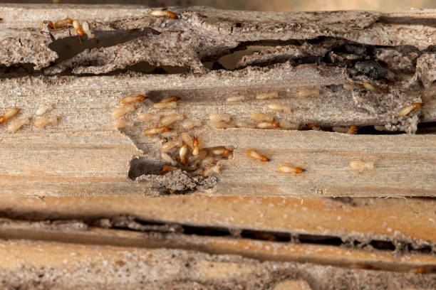 Best Pest Prevention Services  in Tampa, FL